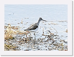 valkoviklo  Greenshank 9015 * 1383 x 1021 * (1.15MB)